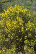 صورة Genista corsica (Loisel.) DC.