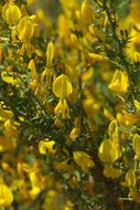 صورة Genista corsica (Loisel.) DC.