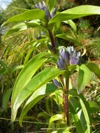 Image of Cross gentian