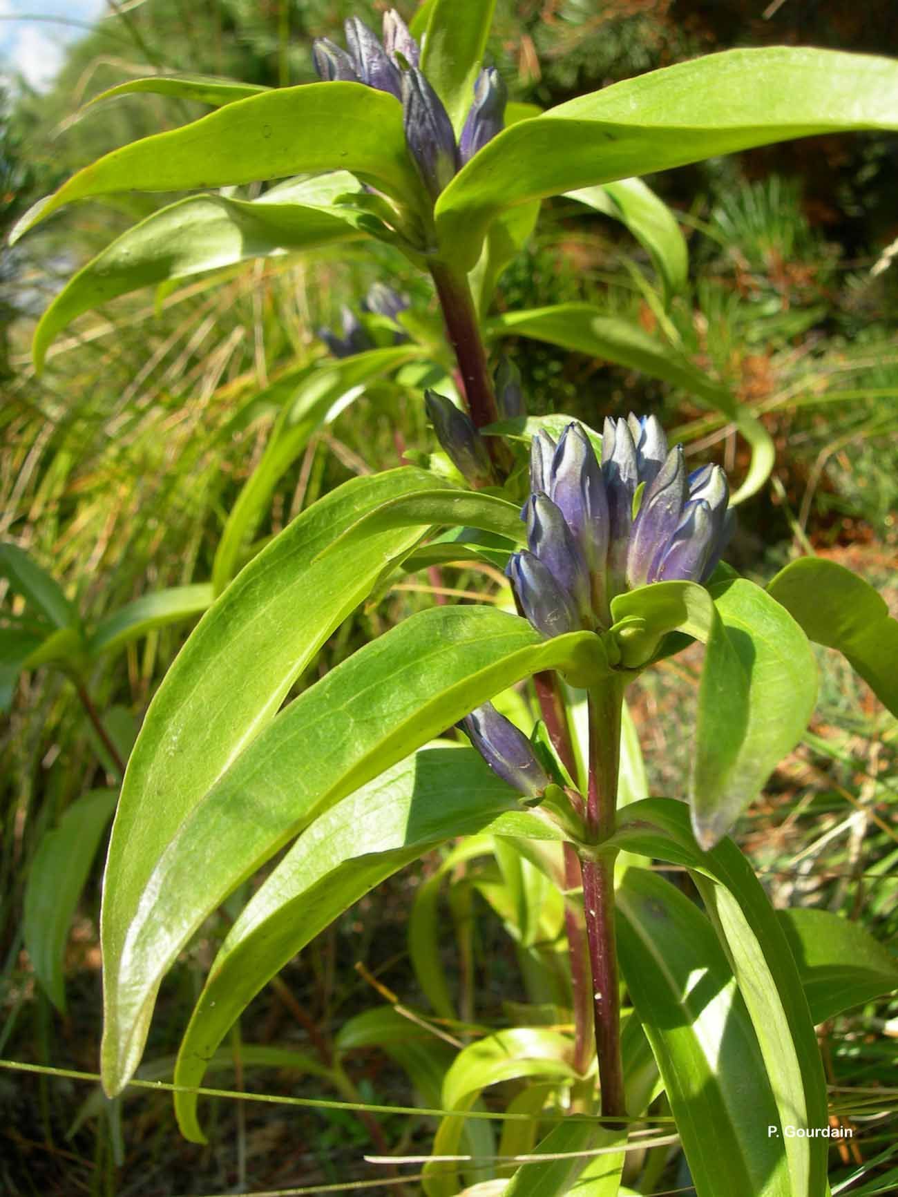 Image of Cross gentian