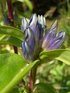 Image of Cross gentian