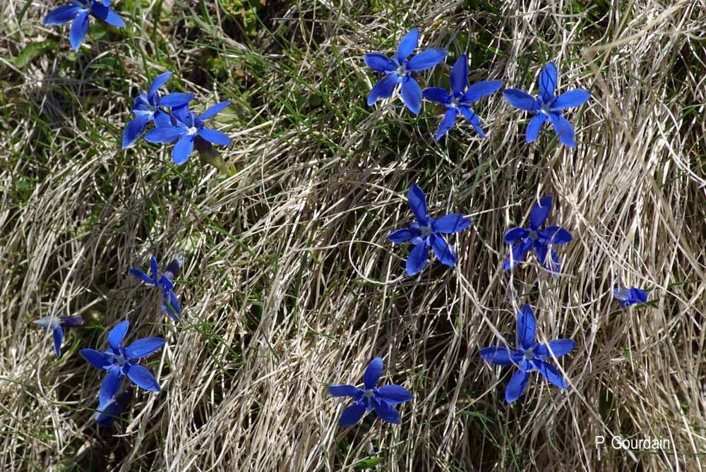 Plancia ëd Gentiana verna L.