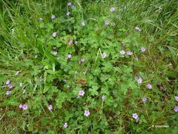 Image of hedgerow geranium