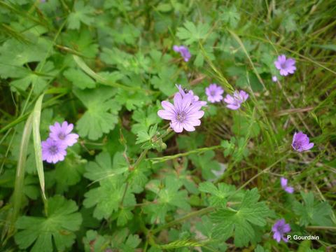 Image of hedgerow geranium