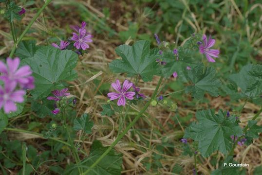 Image of high mallow