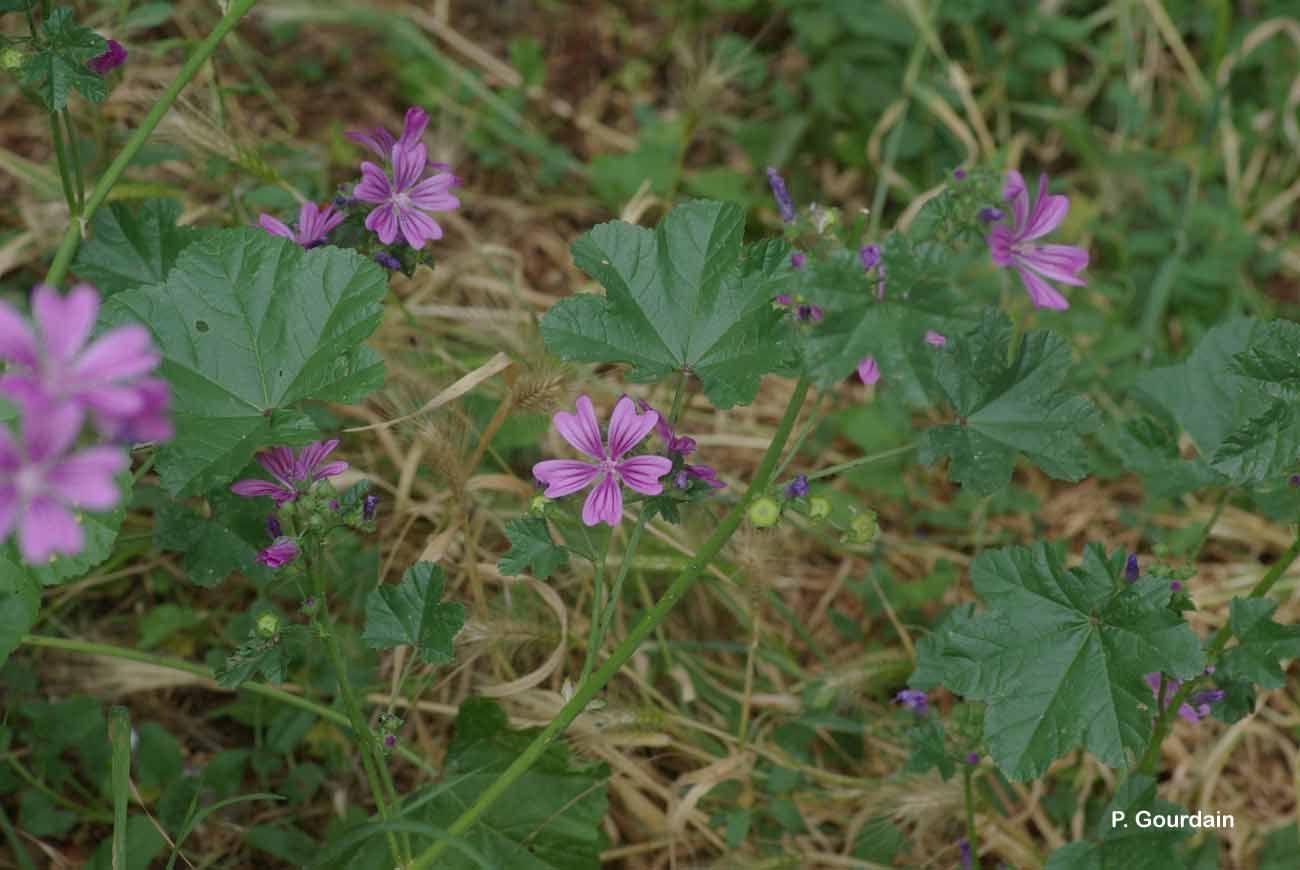 Image of high mallow