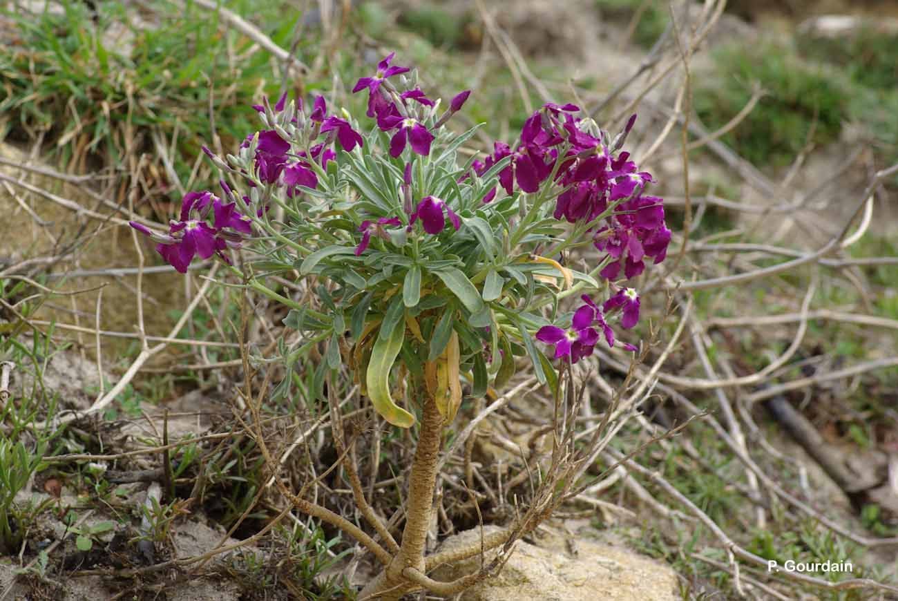 Plancia ëd Matthiola incana (L.) W. T. Aiton