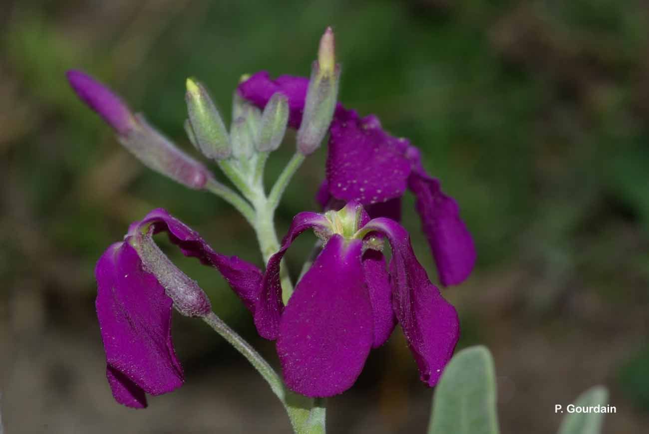 Plancia ëd Matthiola incana (L.) W. T. Aiton