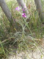 Plancia ëd Matthiola sinuata (L.) W. T. Aiton