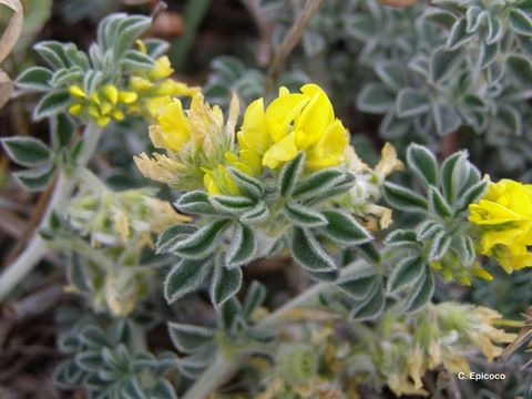 Image of Sea Medick