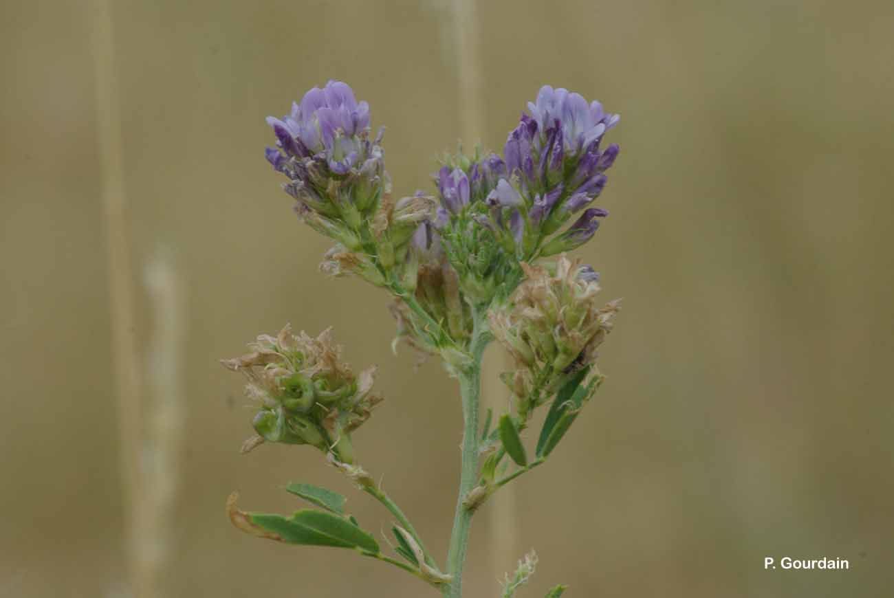 Sivun Alfalfa kuva