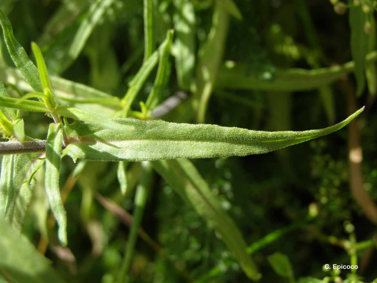 Melampyrum arvense L.的圖片