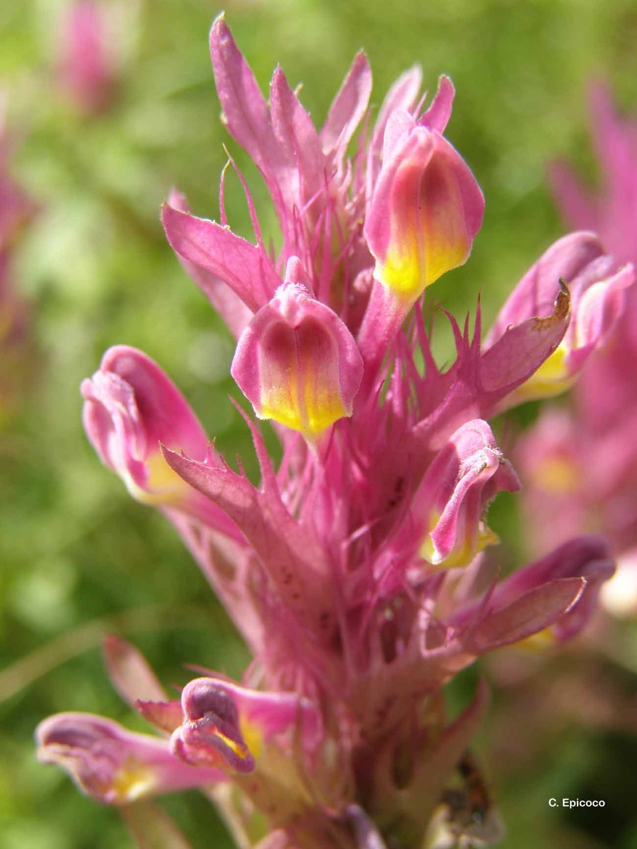 Melampyrum arvense L.的圖片