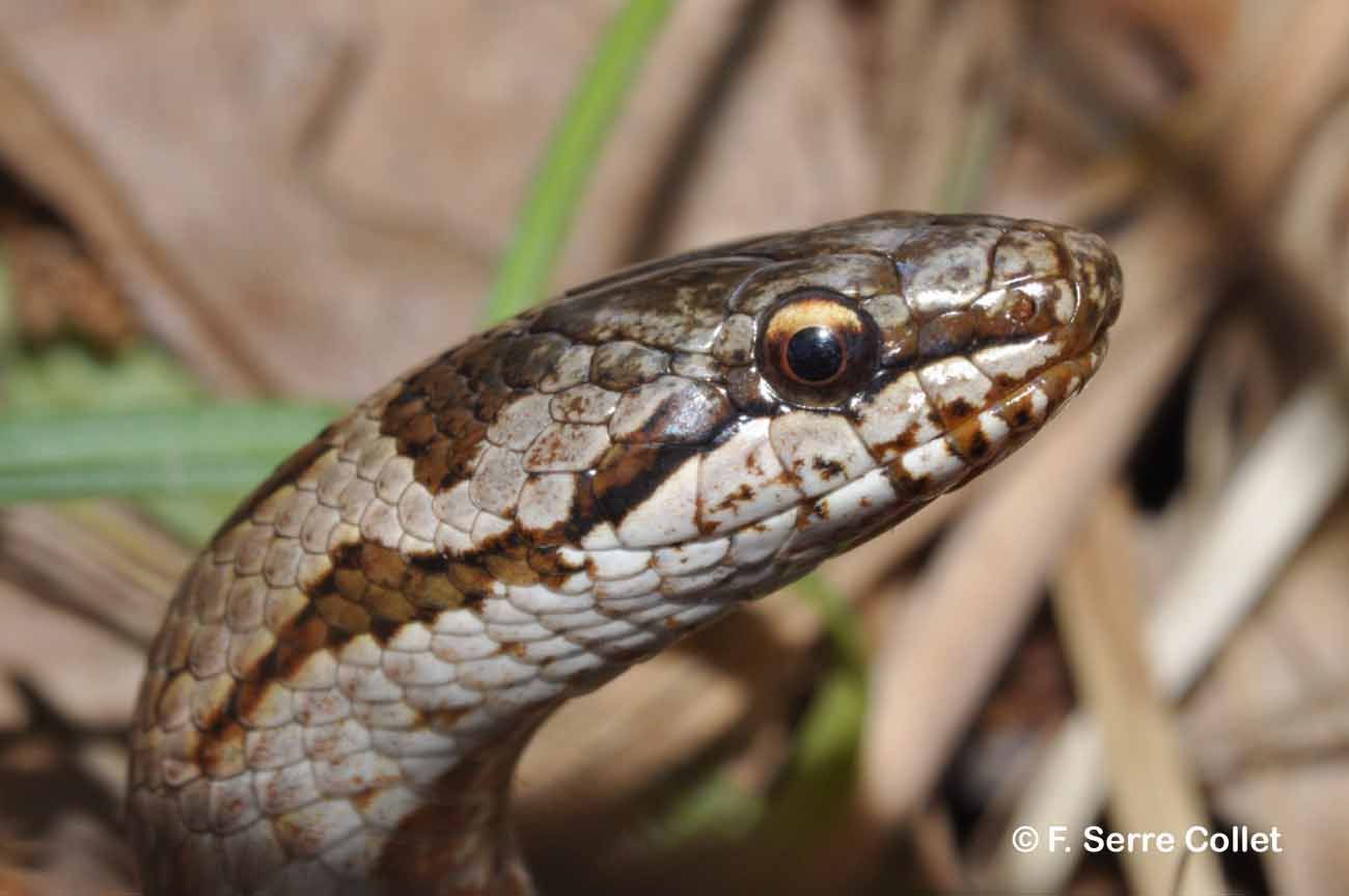 Image of Smooth snake