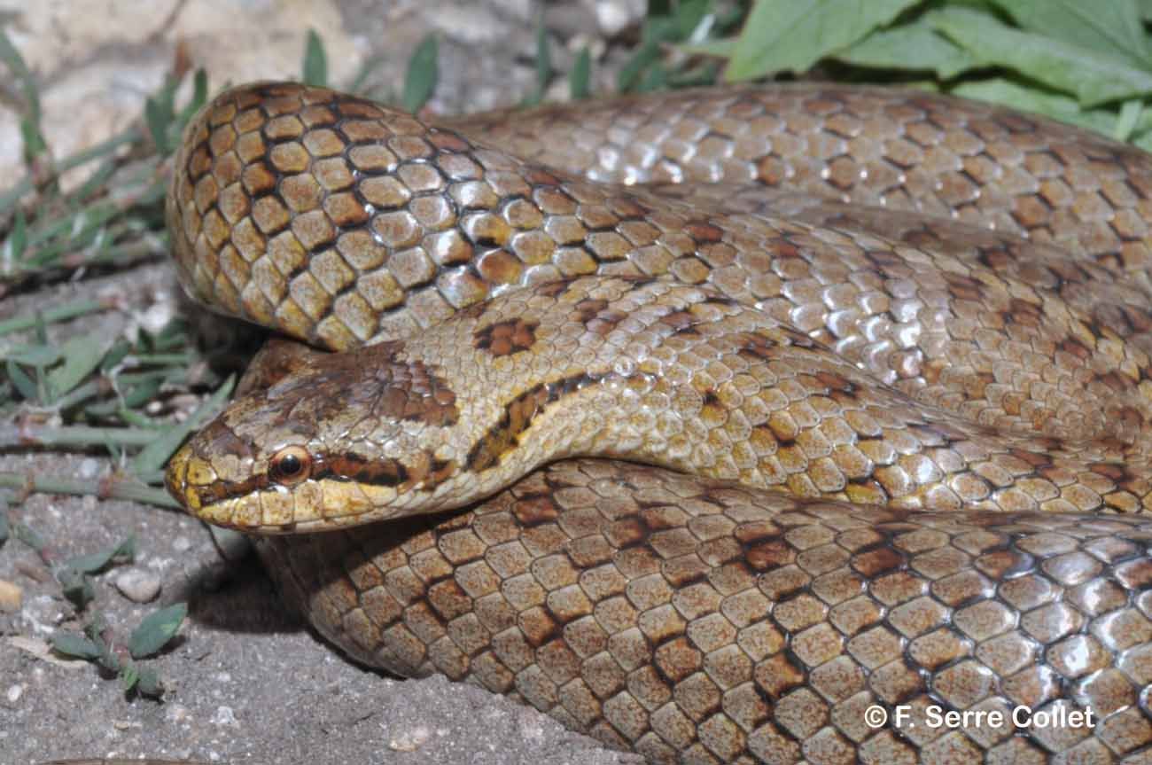 Image of Smooth snake