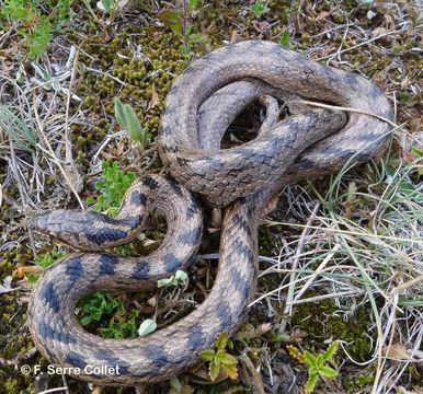 Image of Southern Smooth Snake