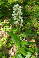 Cephalanthera longifolia (L.) Fritsch resmi