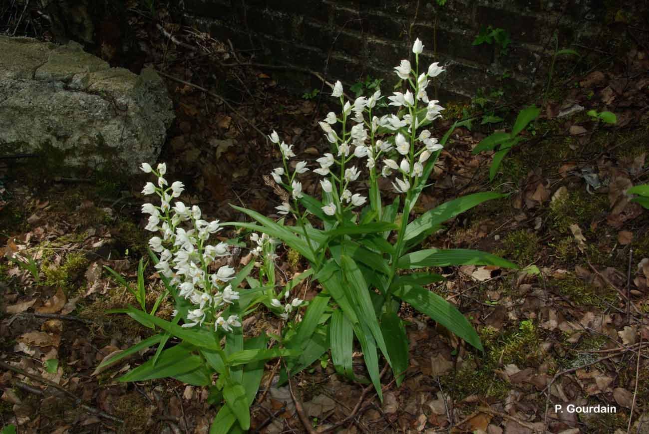 Cephalanthera longifolia (L.) Fritsch resmi