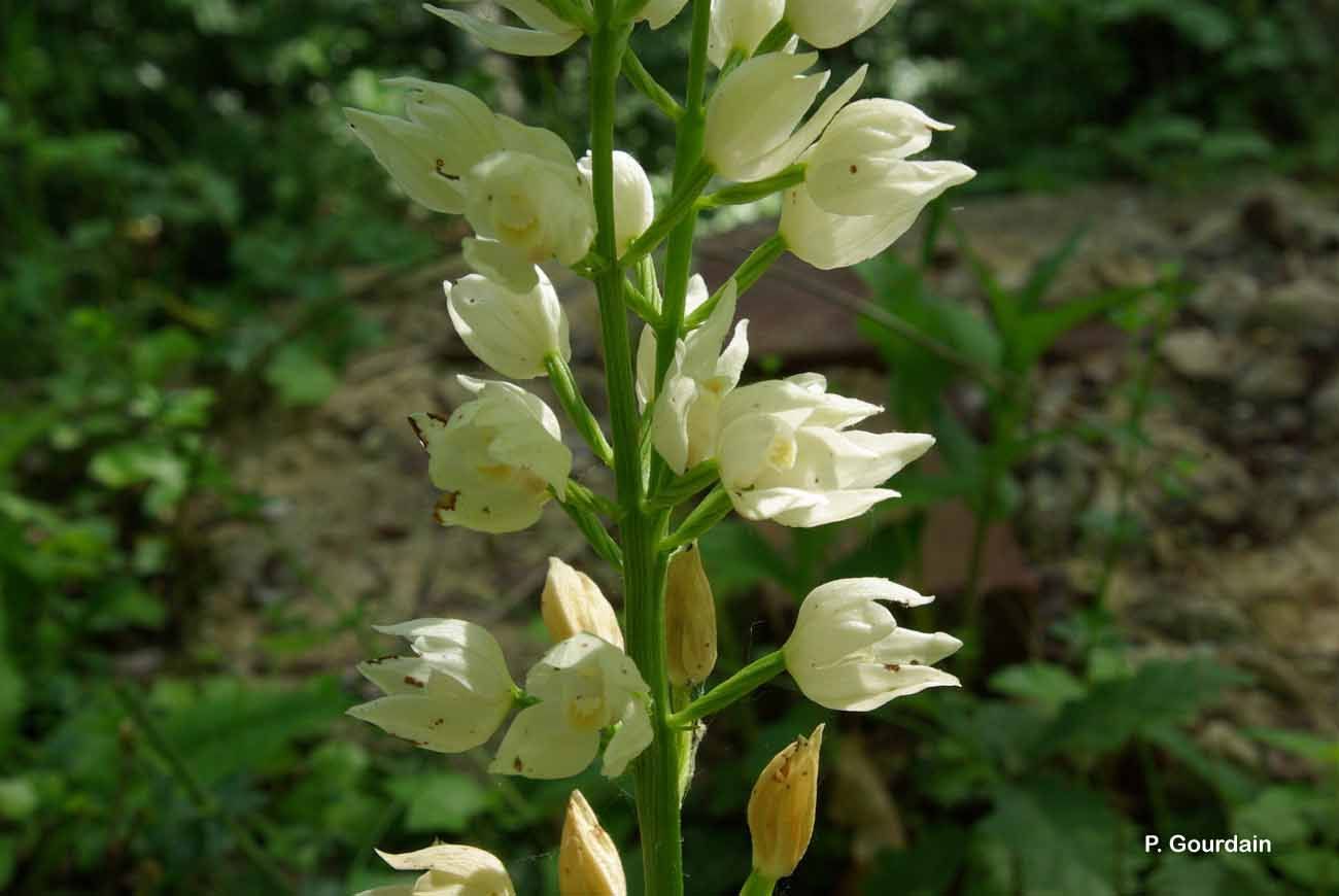 Cephalanthera longifolia (L.) Fritsch resmi