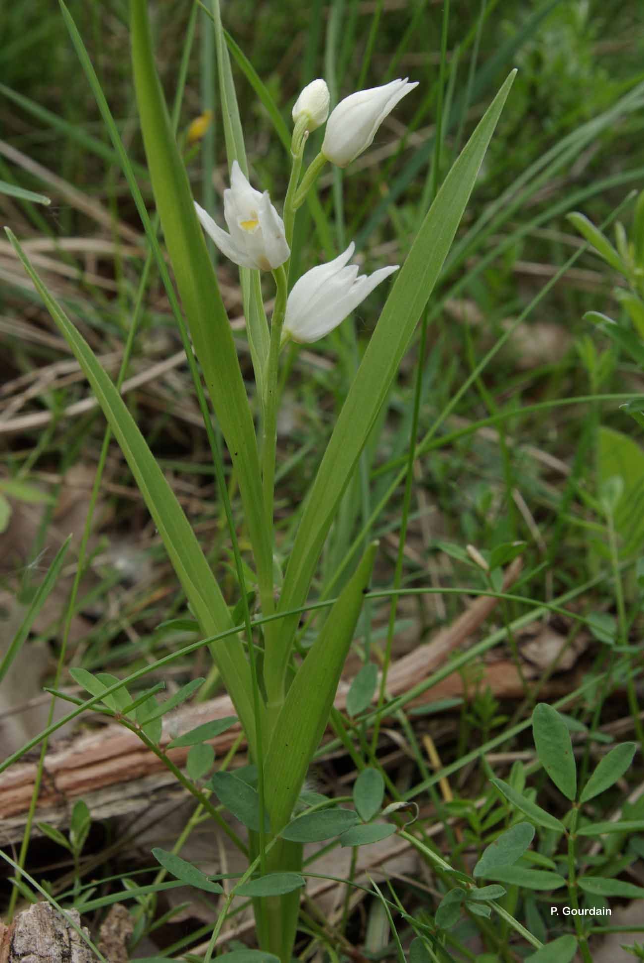 Cephalanthera longifolia (L.) Fritsch resmi