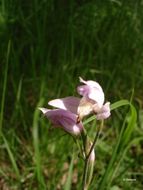 Image of red helleborine