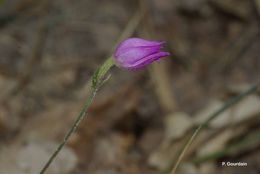 Image of red helleborine