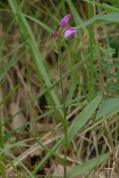 Слика од Cephalanthera rubra (L.) Rich.