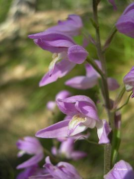 Слика од Cephalanthera rubra (L.) Rich.