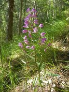 Image of red helleborine