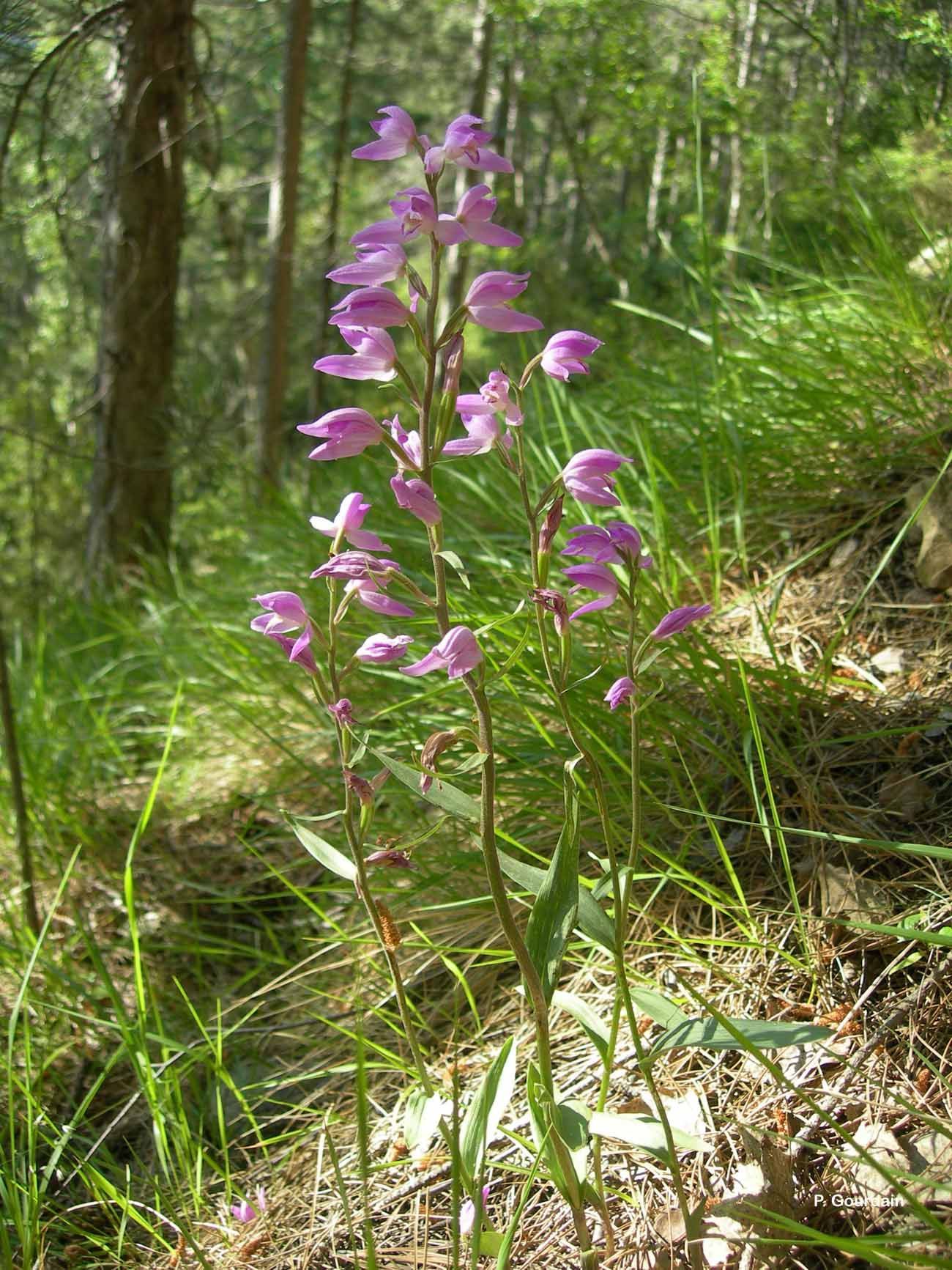 Слика од Cephalanthera rubra (L.) Rich.