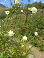 Cephalaria alpina (L.) Schrad. resmi