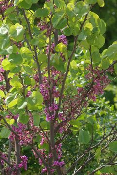 Image of Judas-tree