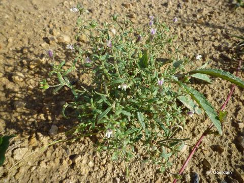 Image of dwarf snapdragon