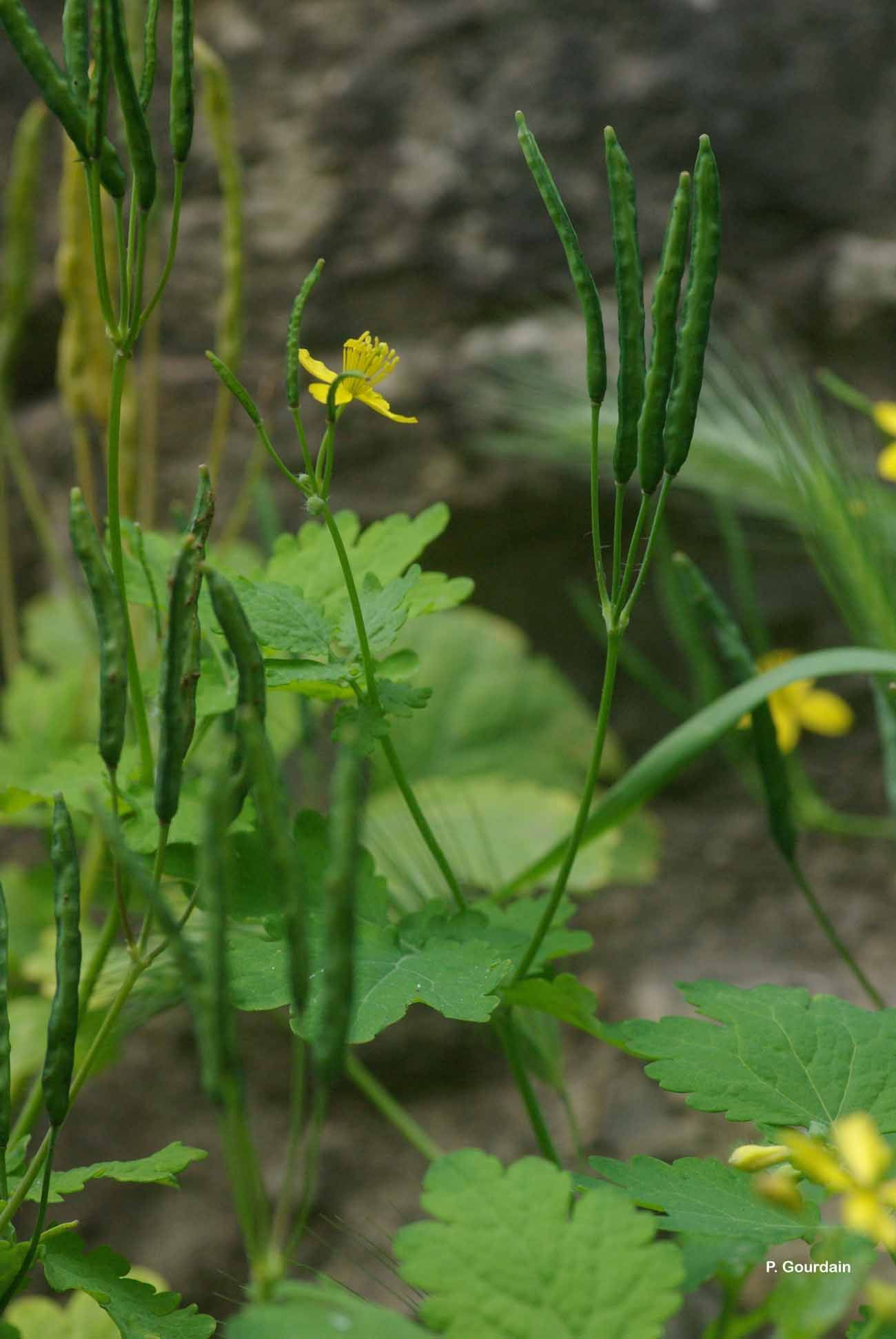 Image of Greater celandine