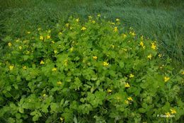 Image of Greater celandine