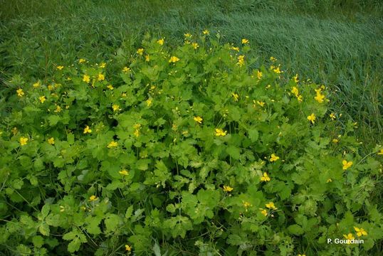 Image of Greater celandine