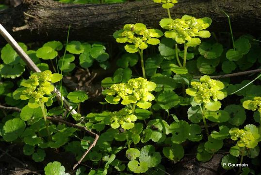 Plancia ëd Chrysosplenium alternifolium L.