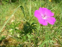 Image of bloody geranium