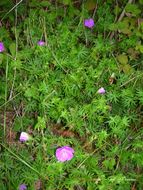 Image of bloody geranium