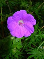 Image of bloody geranium