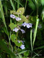 Image of Ground ivy