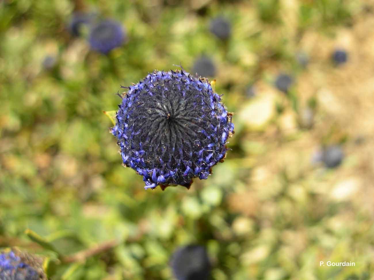 Image of Alypo globe daisy