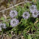 Image de Globularia repens Lam.