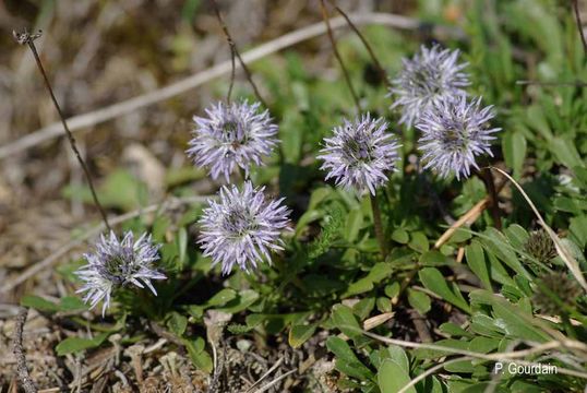 Image of Globularia repens Lam.