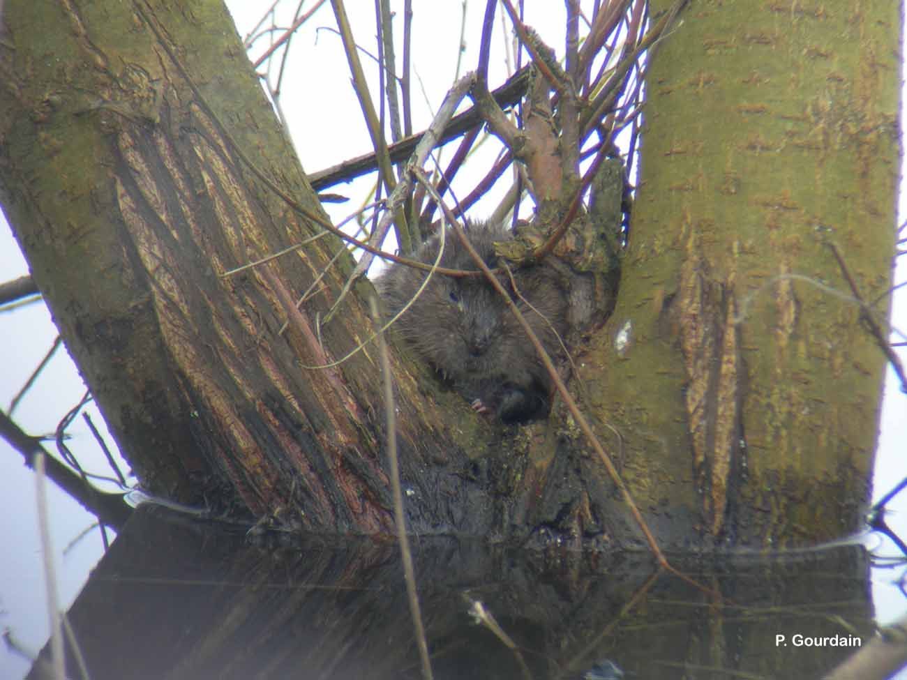 Image of Southern Water Vole