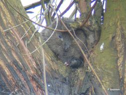 Image of Southern Water Vole