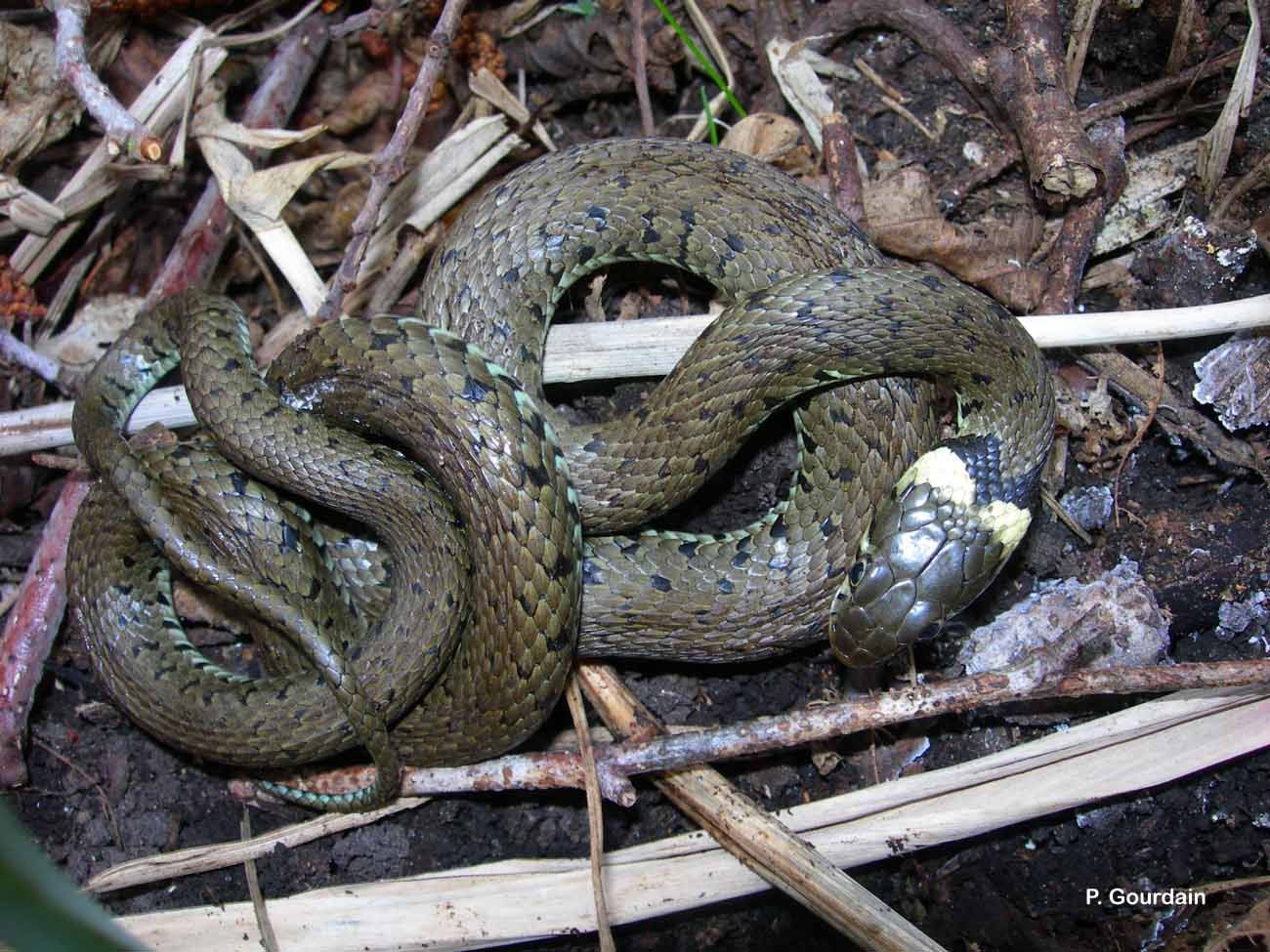 Image of Grass Snake