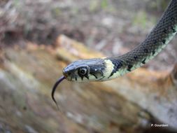 Plancia ëd Natrix natrix (Linnaeus 1758)