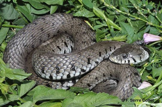 Image of Grass Snake