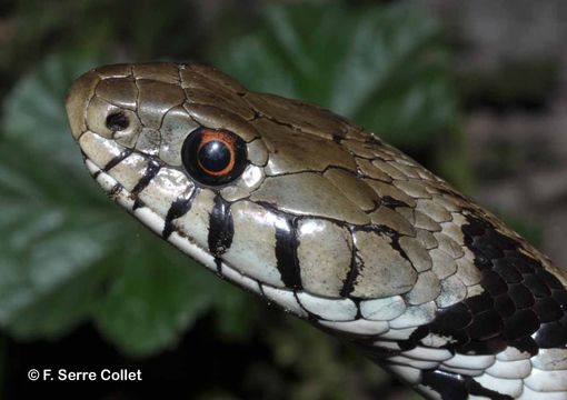 Plancia ëd Natrix natrix (Linnaeus 1758)